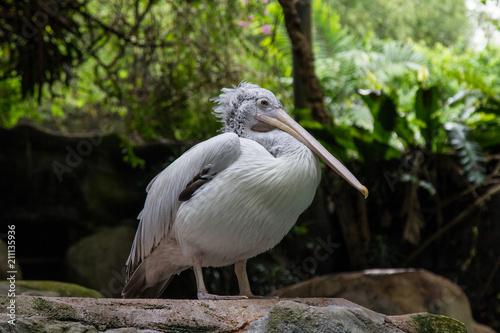 Pelican under a good weather