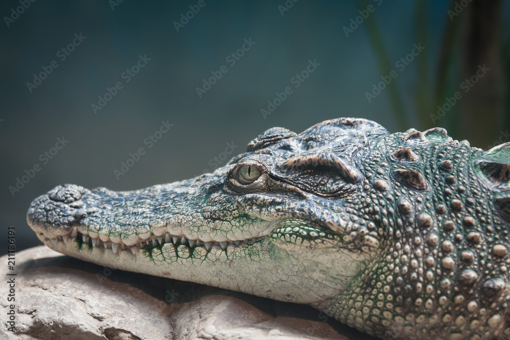 Obraz premium crocodile head closeup