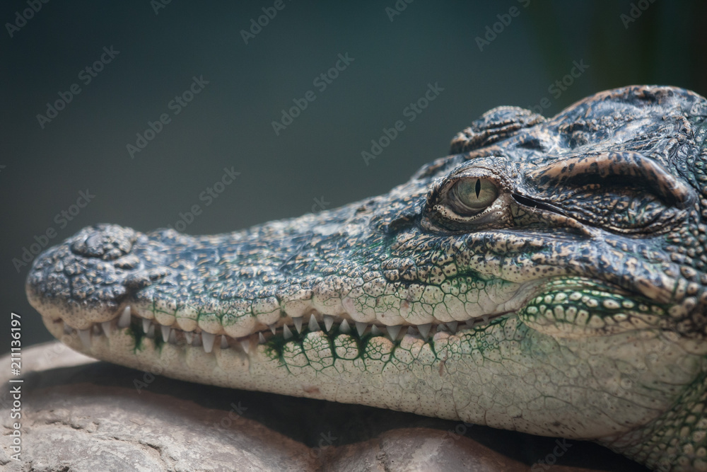 Fototapeta premium crocodile head closeup