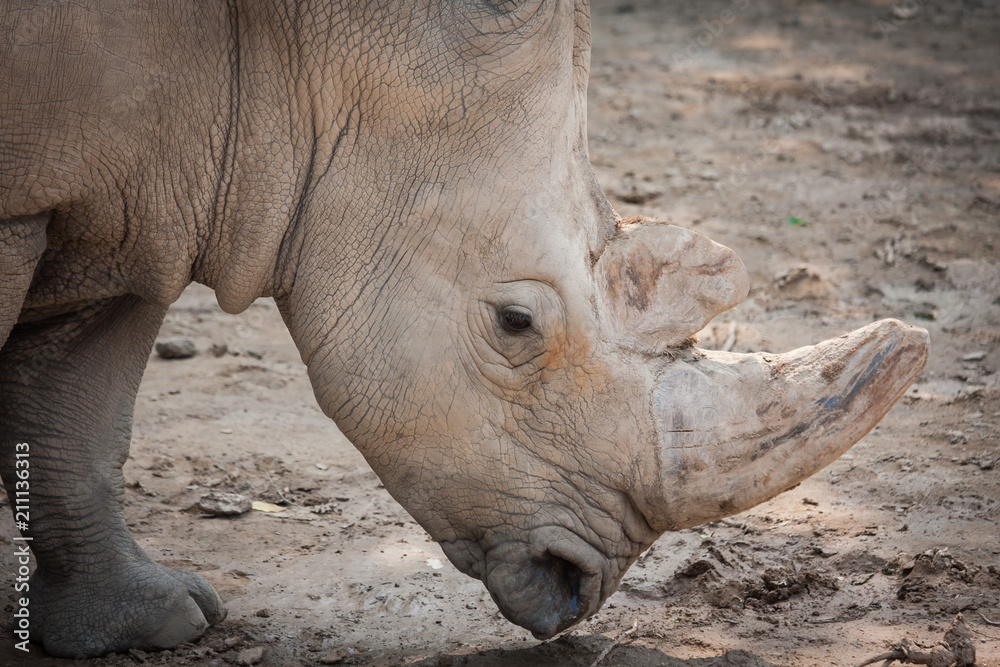 Fototapeta premium Rhino head close-up