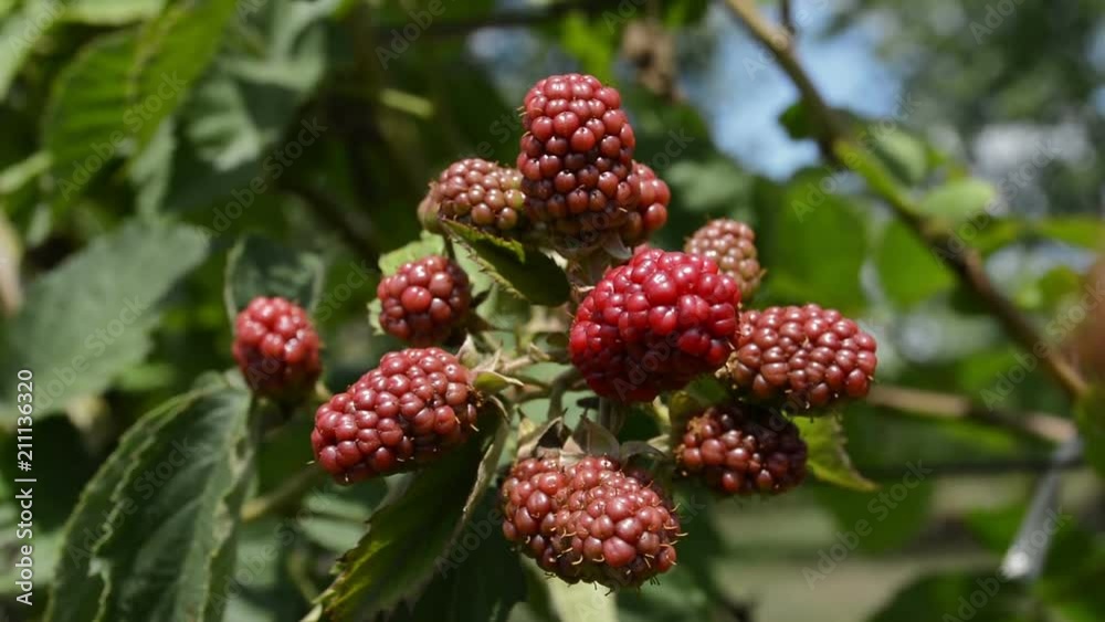 Blackberries Dancing In The Wind Blackberries Dancing In The Wind