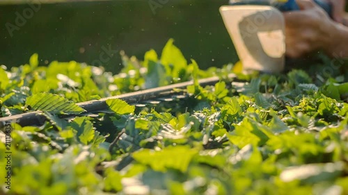 A professional gardener trimmed trimmer garden bushes. RAW video record.