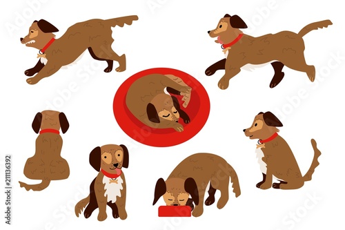 Flat style cute dog animal in different positions and actions set. Sleeping curled up, running, eating from bowl, sitting funny puppy pet character. Vector illustration isolated.