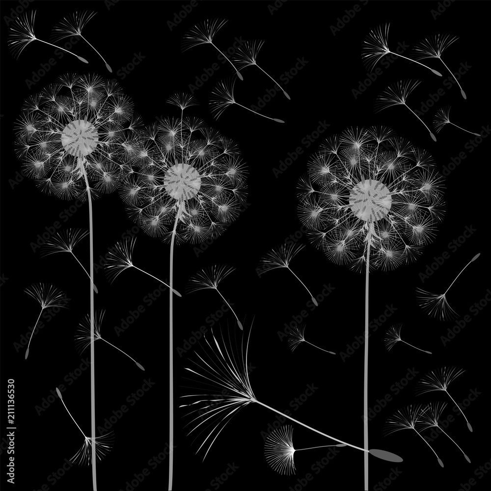 Fototapeta Abstract background of a dandelion for design.