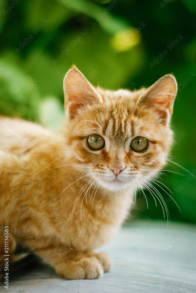 Red-haired kitten sitting against a background of green foliage