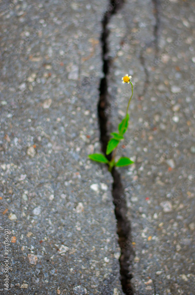 The tree is born and grows in a crack on the concrete road surfa The tree is born and grows in a crack on the concrete road surfa