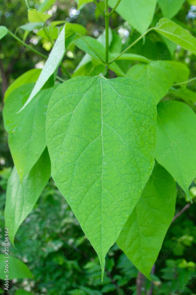 The green leaves on the spring green tree branch. The green leaves on the spring green tree branch.