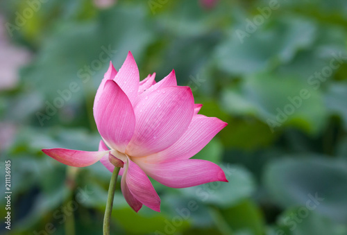 lotus flower