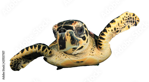 Hawksbill Turtle isolated 