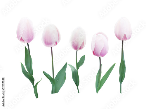Fototapeta Naklejka Na Ścianę i Meble -  Pale pink tulip five flowers set