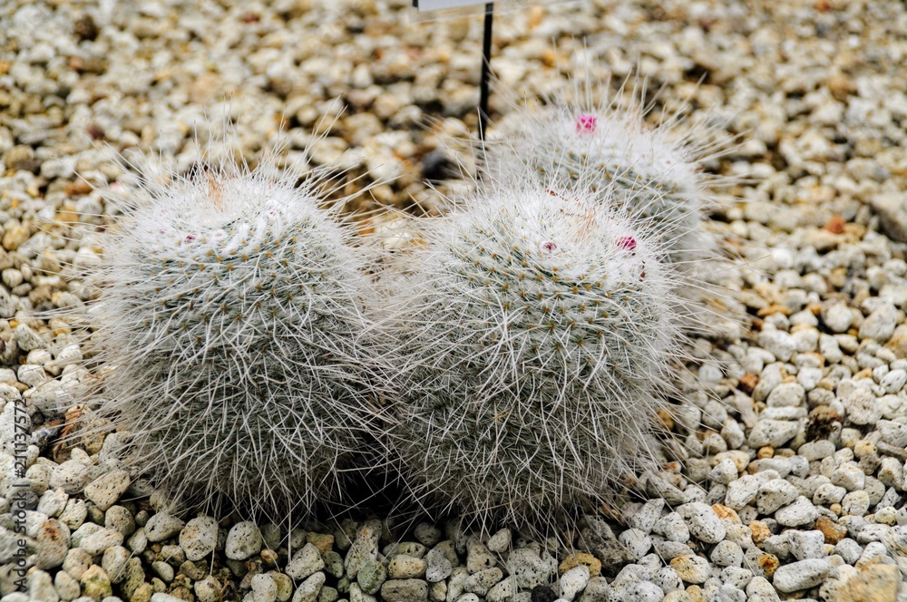 白いサボテン Stock Photo Adobe Stock 白いサボテン Stock Photo Adobe Stock