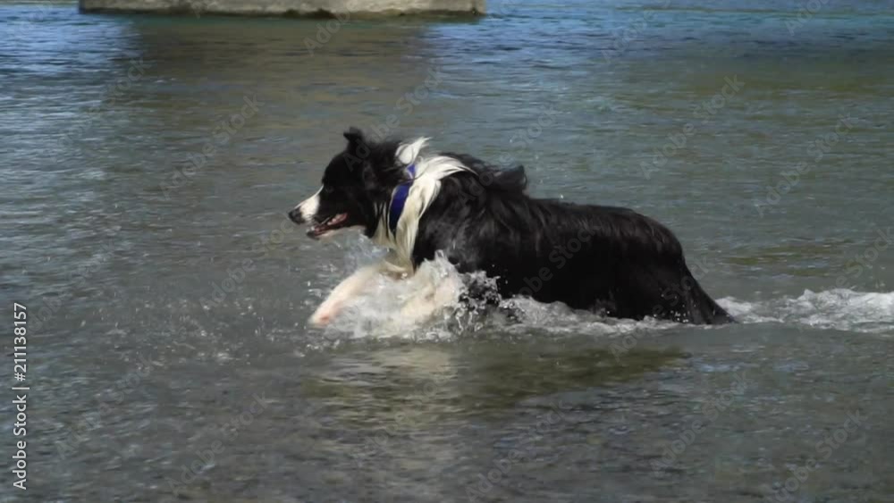 Border collie playing in a river Border collie playing in a river