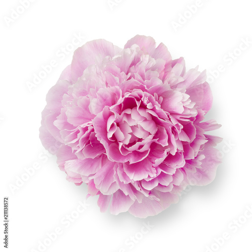 Single fresh pink peony flower