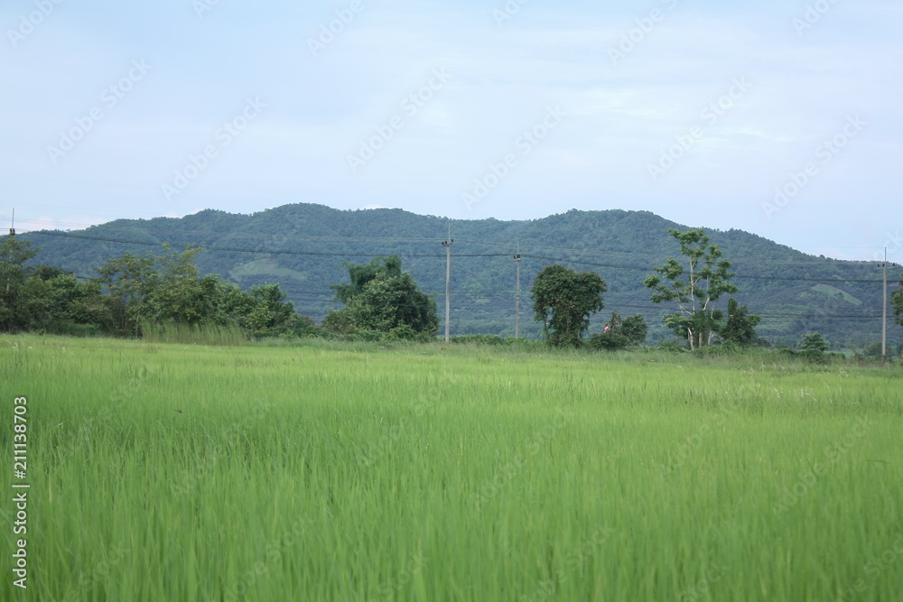 organic rice farm,grass nature background organic rice farm,grass nature background