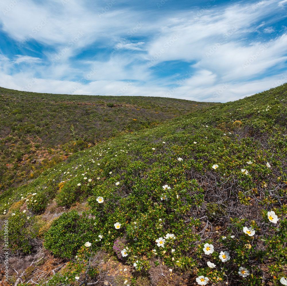 Obraz premium Big white wild azalea flowers not far from Atlantic ocean coast