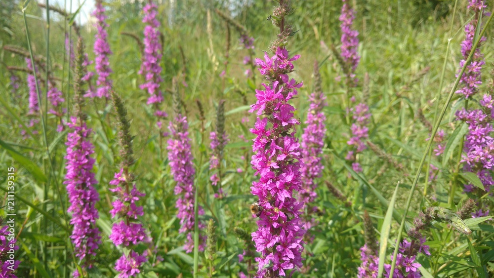 Obraz premium Eine Sommerwiese mit Blüten vom Blutweiderich