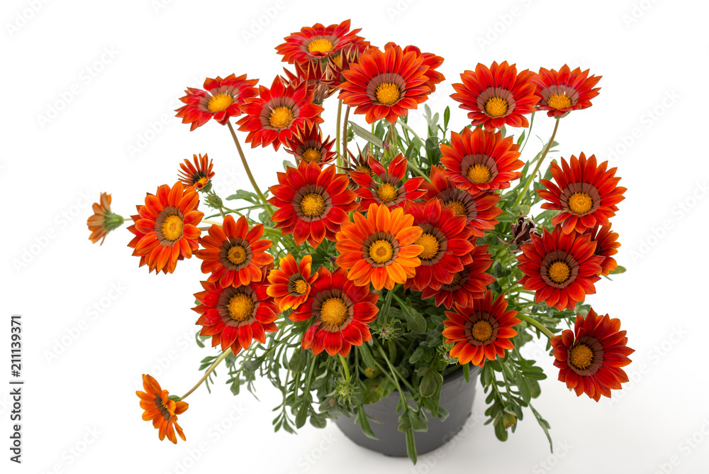 Fototapeta Mittagsgold (Gazania splendens)