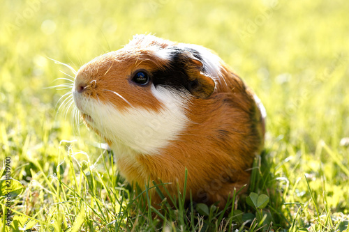 Guinea pig (Cavia porcellus) photo