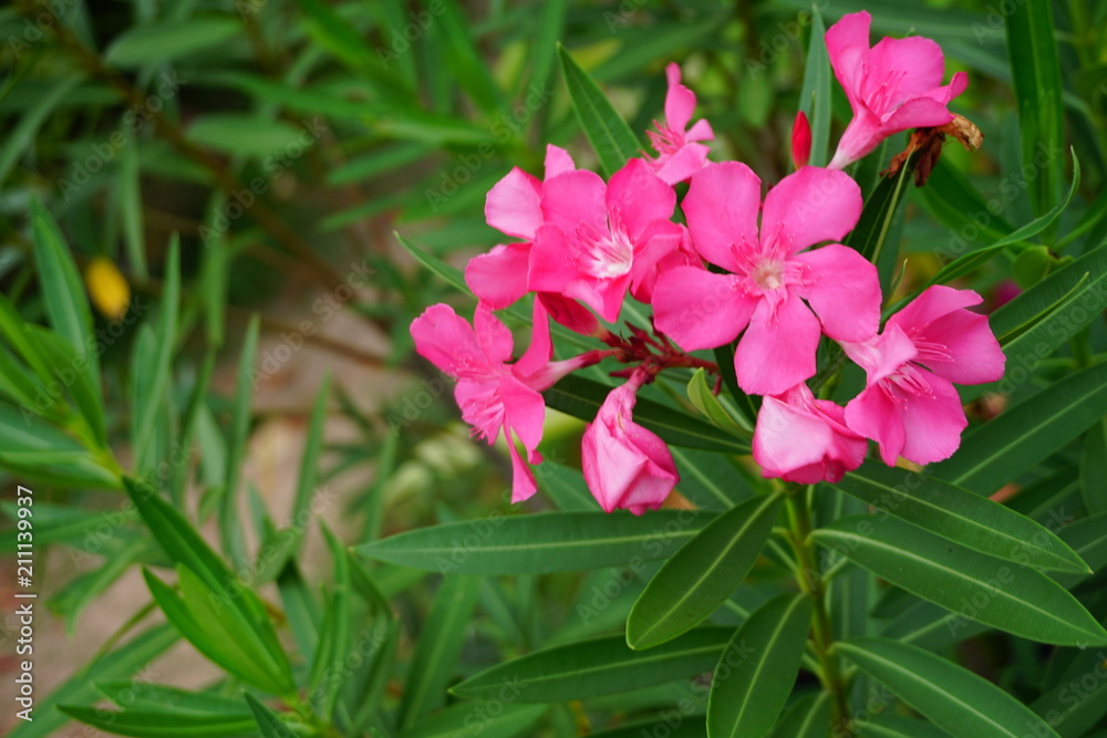 pink Waterkanon, Watrakanu, Minnieroot, Iron root, close up pink Waterkanon, Watrakanu, Minnieroot, Iron root, close up
