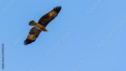 Flying bird on blue sky without cloud