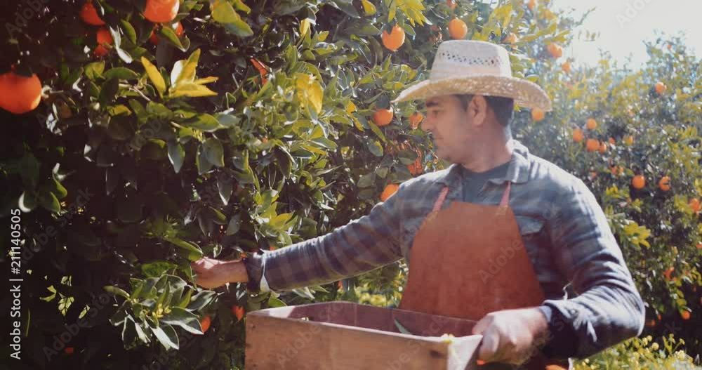 Farmer picking fresh oranges on sunny day in spring