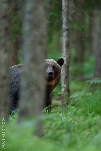 Brown bear behind a tree in forest