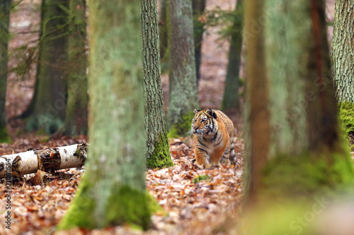 The Siberian tiger  Panthera tigris tigris  also called Amur tiger  Panthera tigris altaica  in the forest  Young female tiger in the forest climbs on a tree.