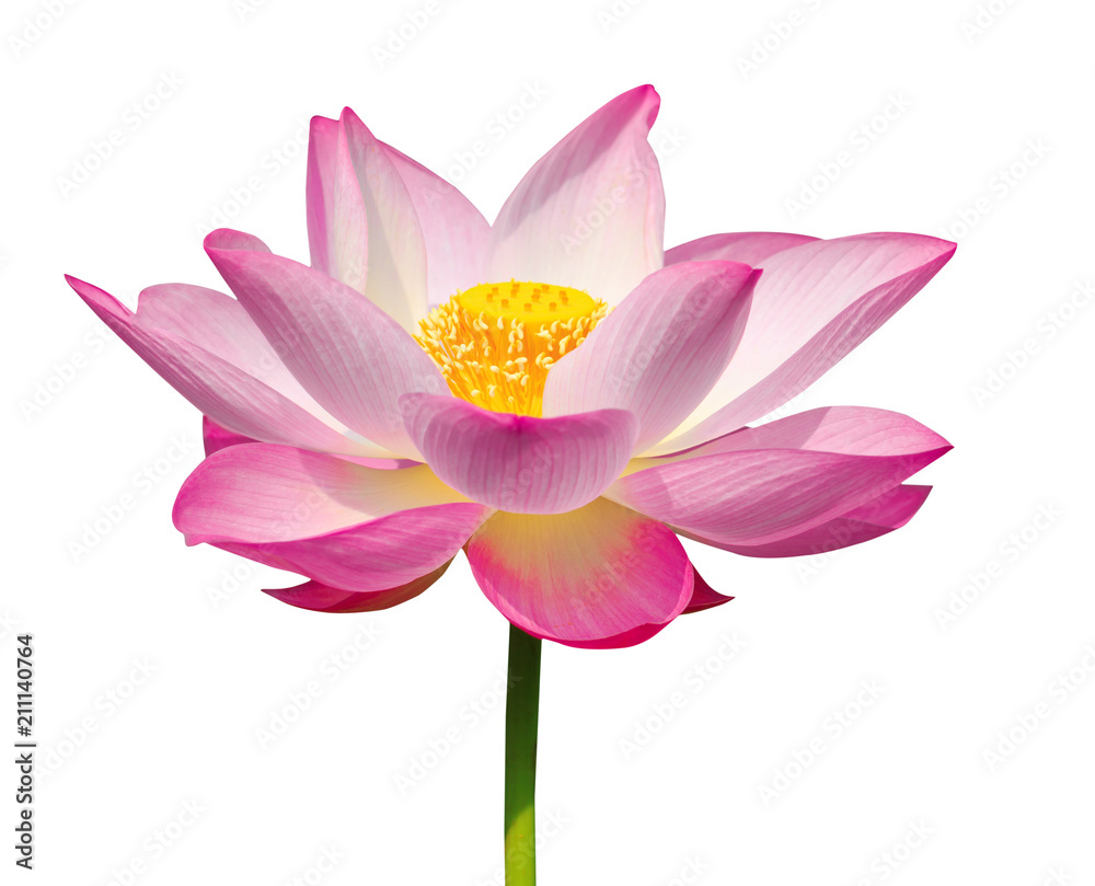 Lotus flower isolated on white background Lotus flower isolated on white background
