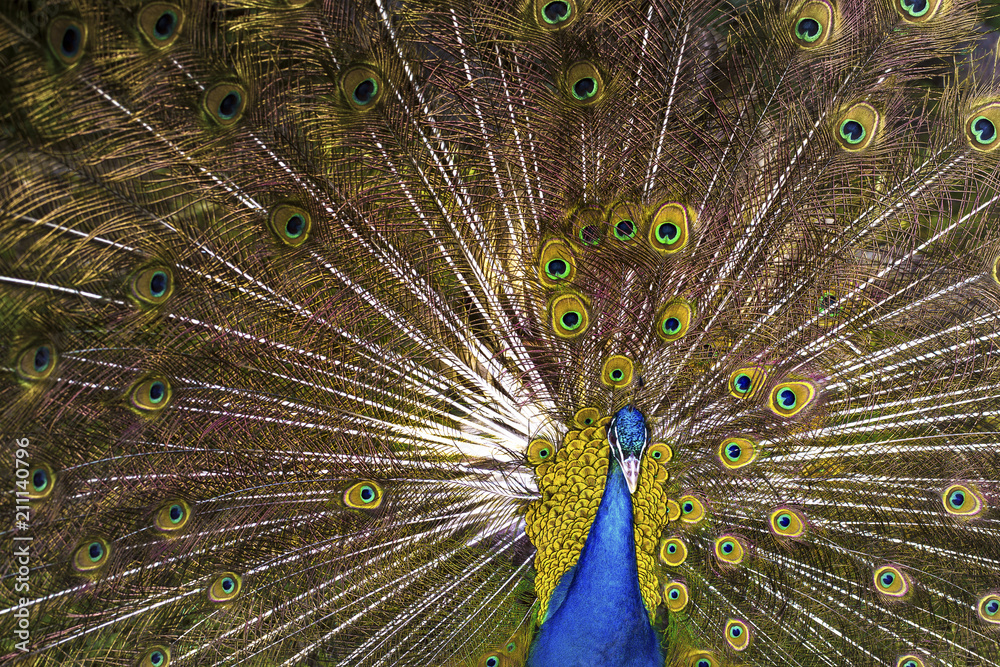 Obraz premium Peacock with a blossoming tail, background image