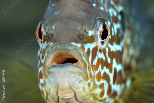 Freshwater Sunfish