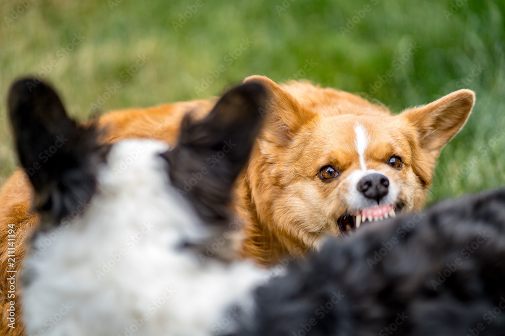 Dogs playing.