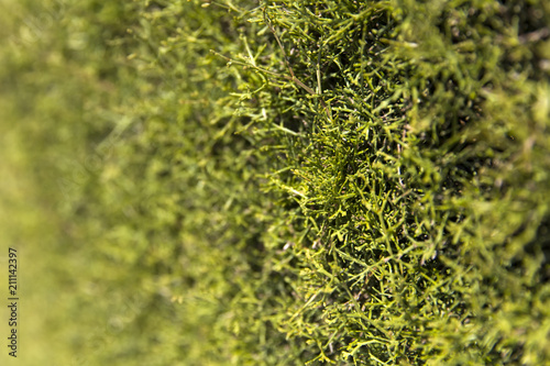 Natural green background