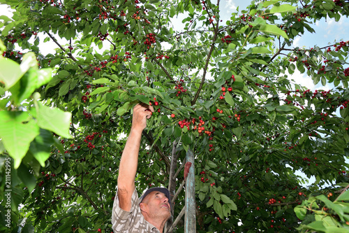 Farmer collecting sweet cherries in the fruit orchard