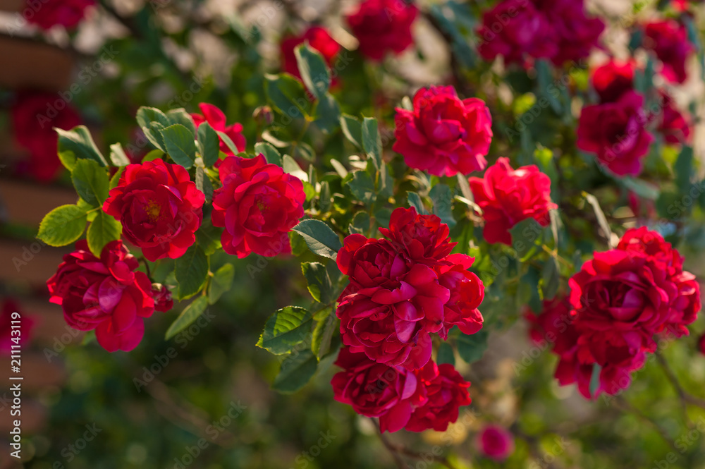Bright red roses with buds on a background of a green bush. Beautiful red roses in the summer garden. Background with many red summer flowers. Bright red roses with buds on a background of a green bush. Beautiful red roses in the summer garden. Background with many red summer flowers.