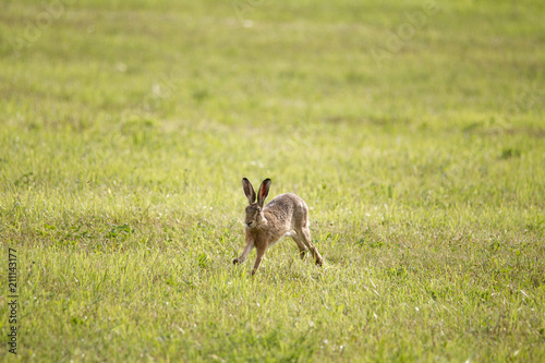 A young hare is hopping over a green mown meadow © were