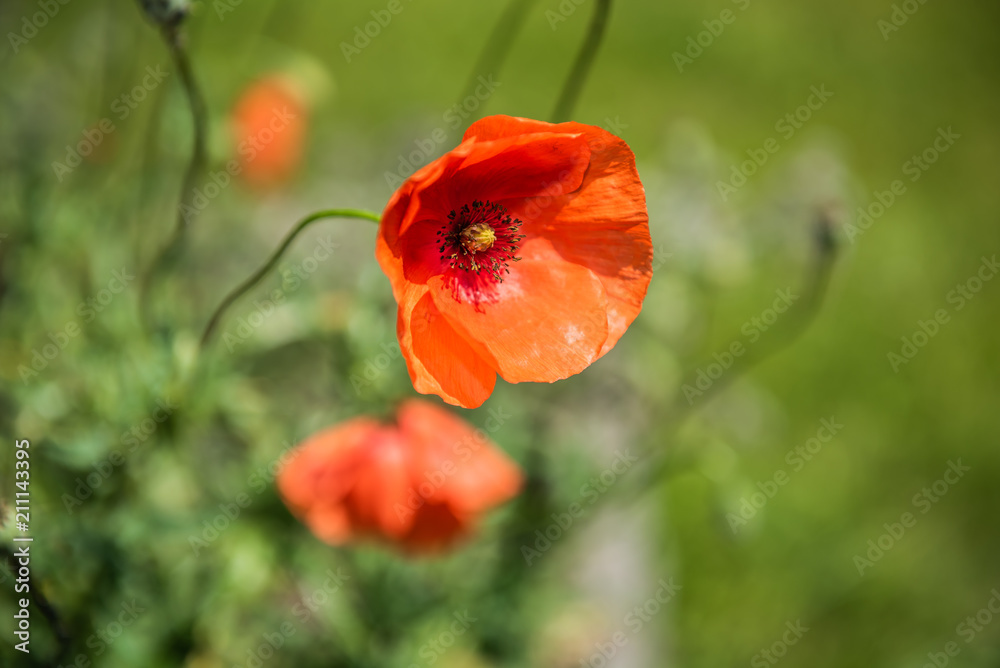 Fototapeta premium Roter Klatschmohn