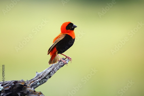 Slika na platnu The southern red bishop or red bishop (Euplectes orix) sitting on the branch with green background