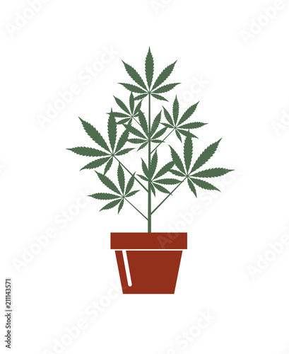 illustration of marijuana or cannabis plant in flower pot isolated on white background