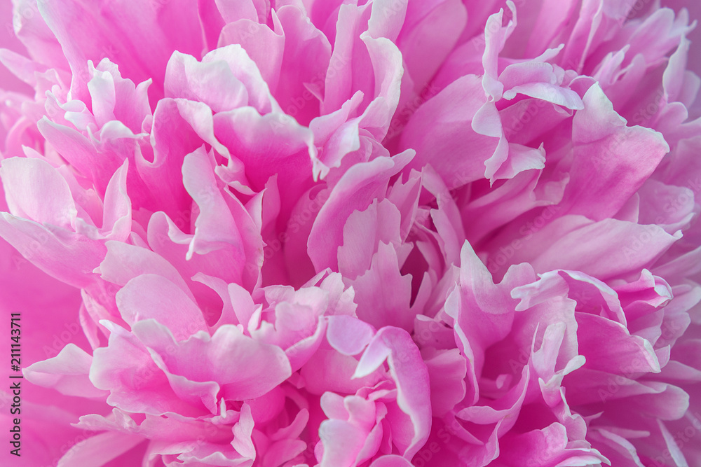 pink flower petals close-up, texture pink flower petals close-up, texture