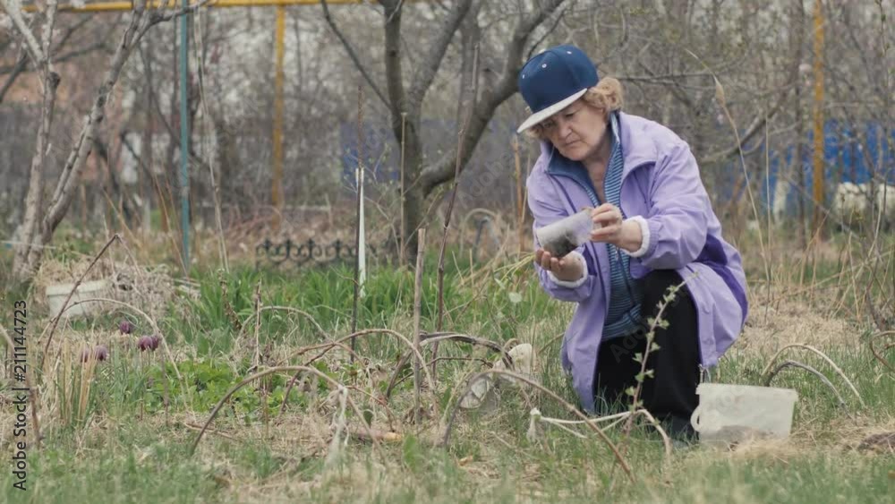 Gardener woman transplanting flower seedling in ground on countryside garde