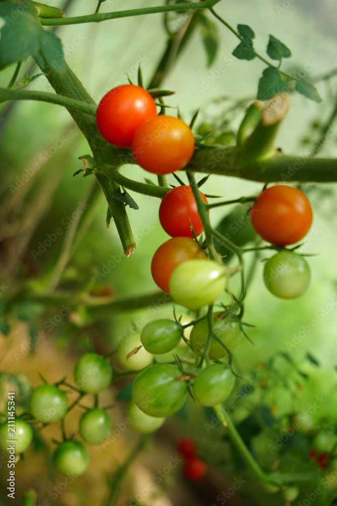 raw tomatoes before harvest