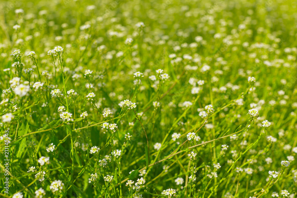 Fresh green spring grass in the morning background Fresh green spring grass in the morning background