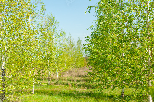 New green leaves on a trees in spring background