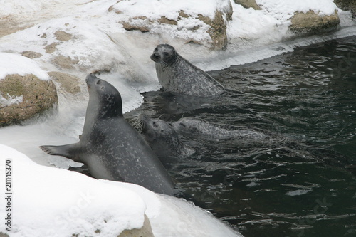 Seals