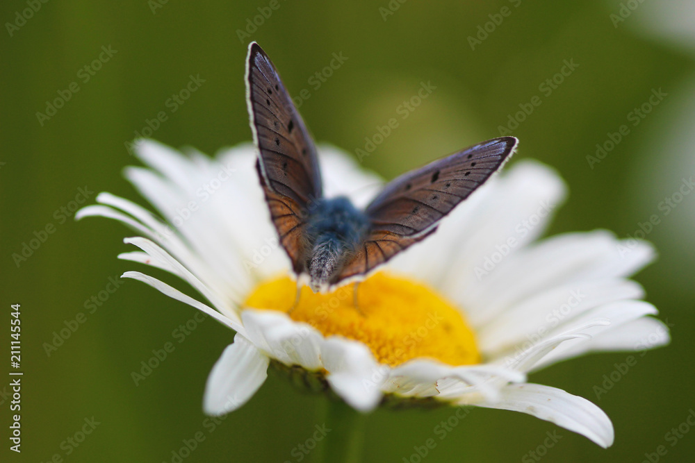 Fototapeta premium Chamomile and Butterfly