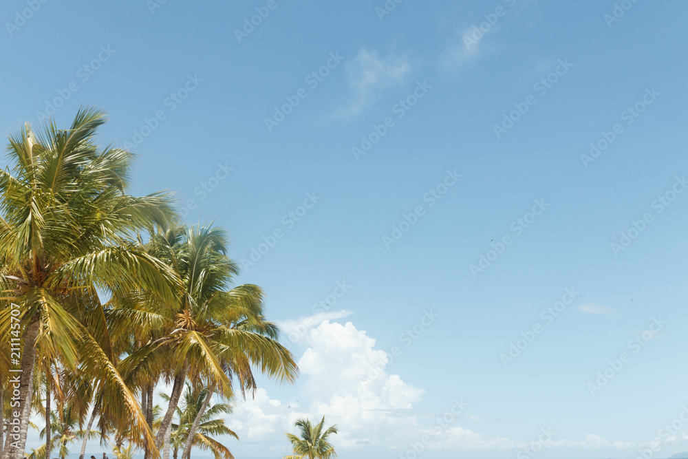 Palm trees against sky Palm trees against sky