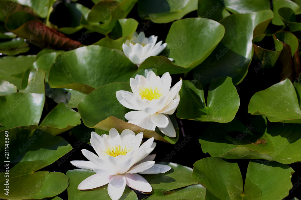 Bright white water lillies blooming. Flower background in natural environment Bright white water lillies blooming. Flower background in natural environment