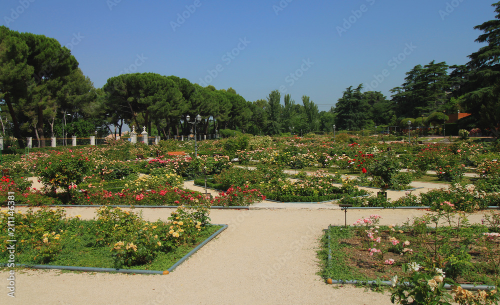 Detail of the Rose Garden (Rosaleda), located in the West Park (Parque del Oeste) in Madrid, Spain, Europe.