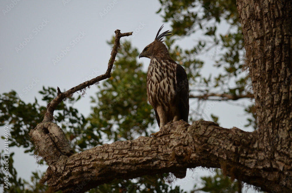 Crested Hawk Eagle Crested Hawk Eagle