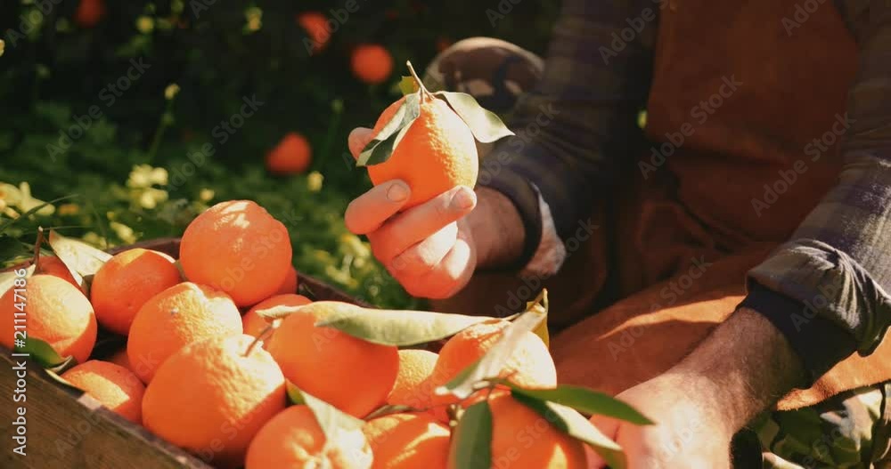 Farmer holding and examining fresh orange from orchard